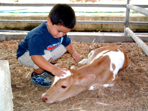 לגעת בטבע הכפר הירוק